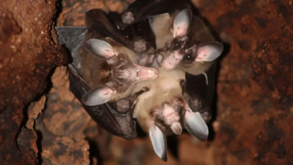 La vie sociale inattendue de la chauve-souris carnivore géante
