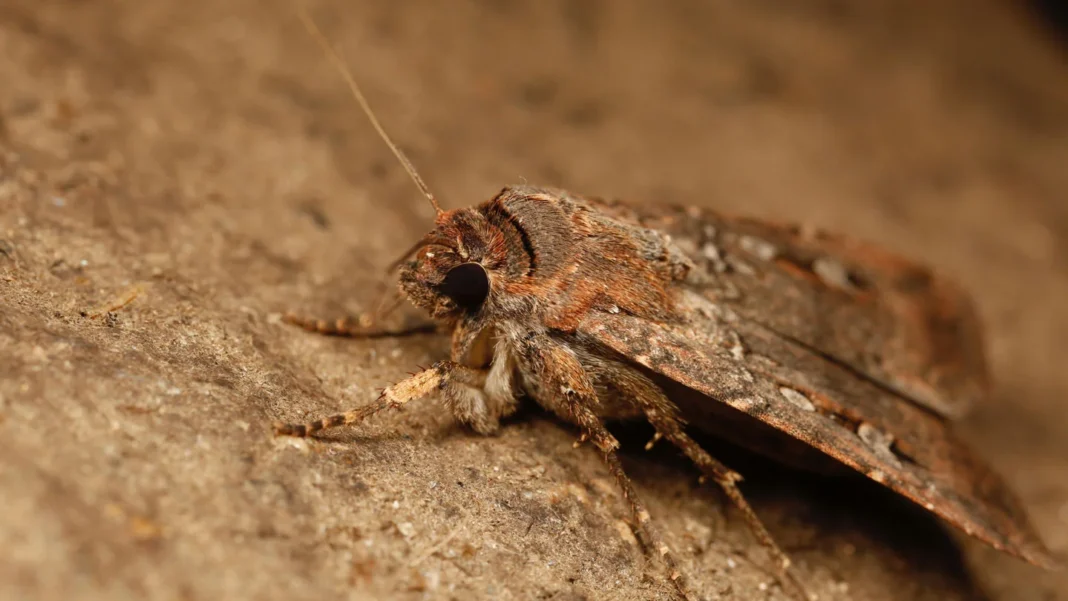 Les papillons Bogong naviguent grâce à la Voie lactée Les papillons Bogong naviguent grâce à la Voie lactée