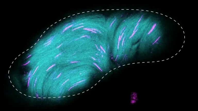 Spermatozoïdes géants : le secret physique de la drosophile