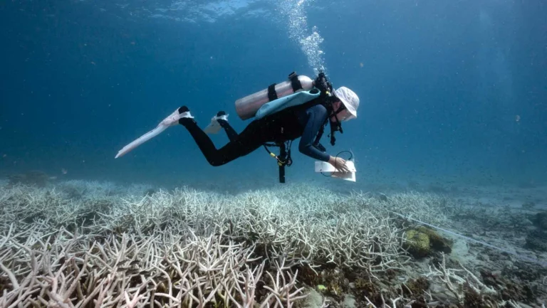 Effondrement des coraux : le premier point de bascule atteint