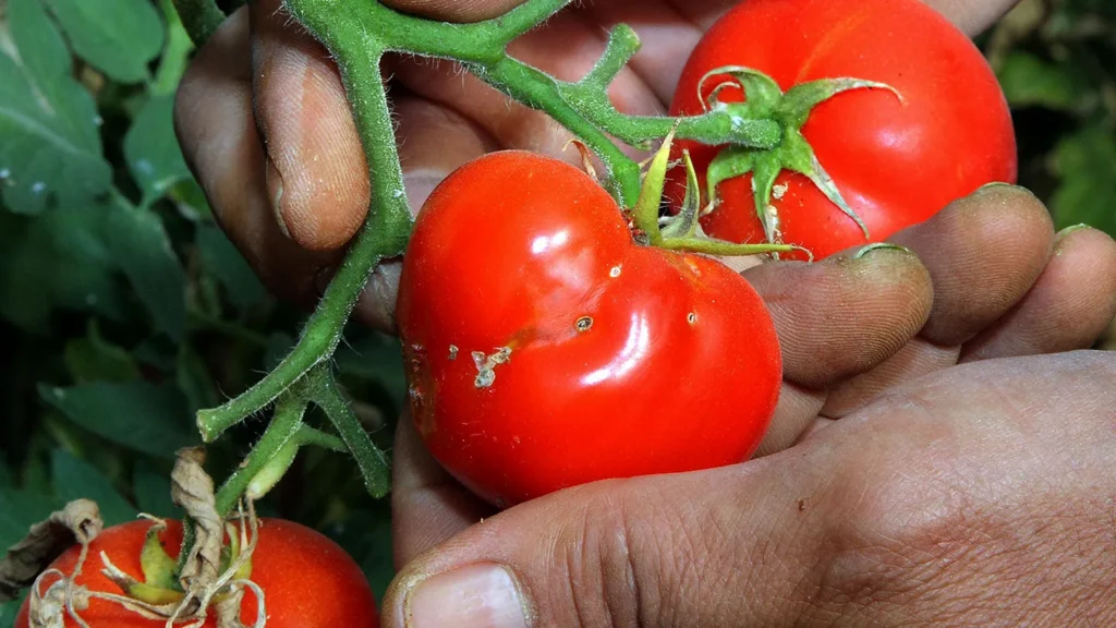Comment le silicium transforme la tomate en piège à insectes