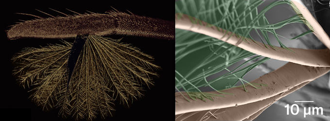 Structure en éventail attachée à une patte d'insecte et image au microscope électronique