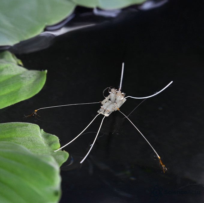 Un robot repose à la surface de l'eau près de la végétation
