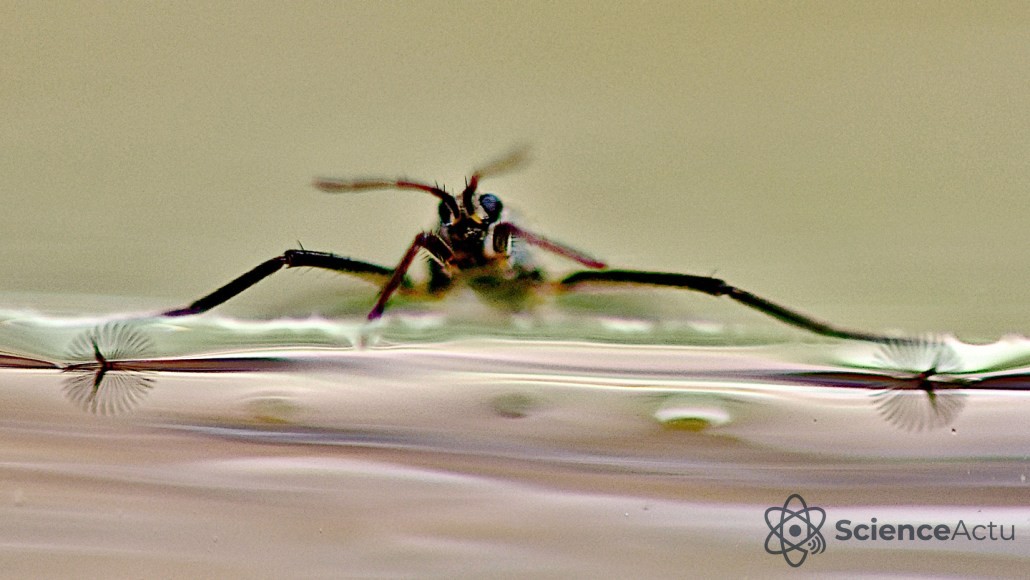 Gros plan d'une punaise d'eau Rhagovelia obesa montrant les structures en éventail sous la surface