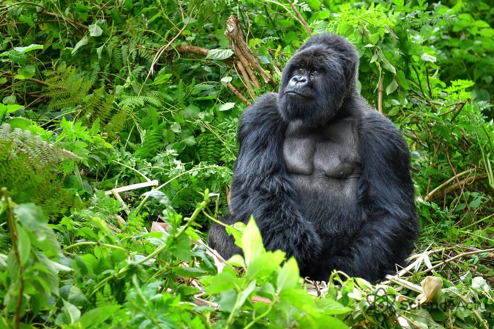 Gorille des montagnes dans la forêt ougandaise