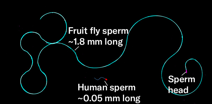 Comparaison visuelle entre un spermatozoïde de drosophile très long et sinueux et un spermatozoïde humain minuscule