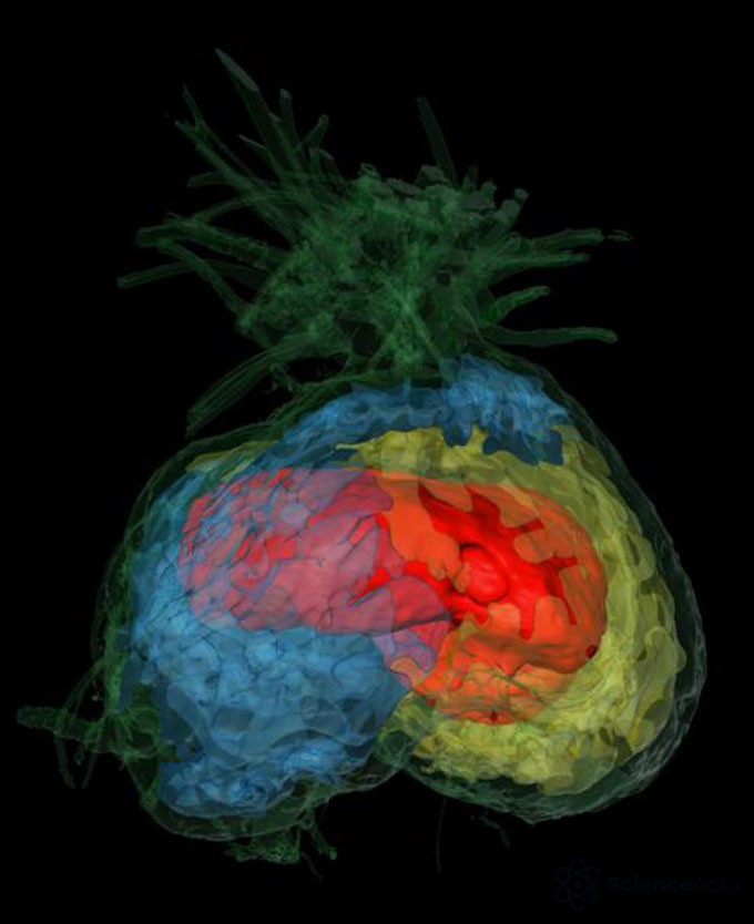Une visualisation 3D révèle comment la plante crée des chambres séparées à l'intérieur pour différentes colonies de fourmis. Chaque chambre est montrée dans une couleur différente (bleu, rouge et jaune).