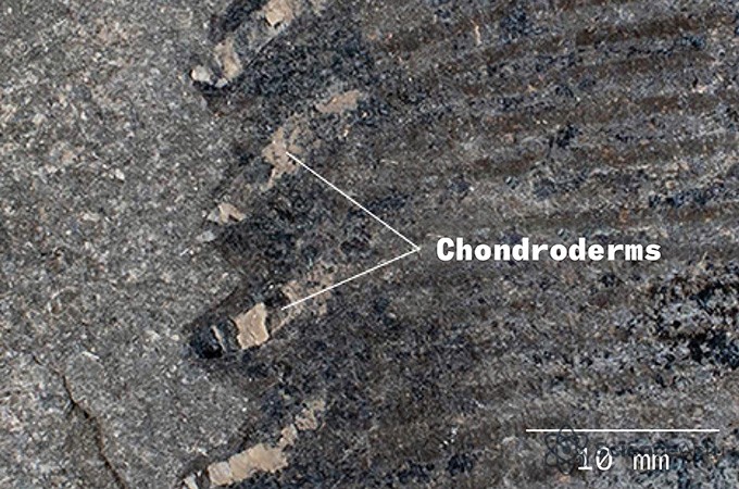 Image rapprochée des chondrodermes sur le bord d'une nageoire fossilisée du prédateur marin Temnodontosaurus.