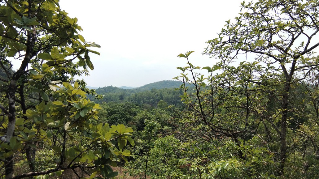 Vue aérienne de la canopée des montagnes des Ghâts occidentaux en Inde