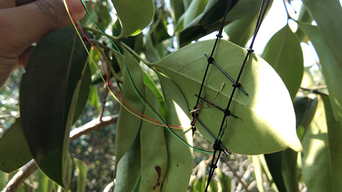 Un capteur électronique avec des fils est fixé sur la face inférieure d'une feuille d'arbre