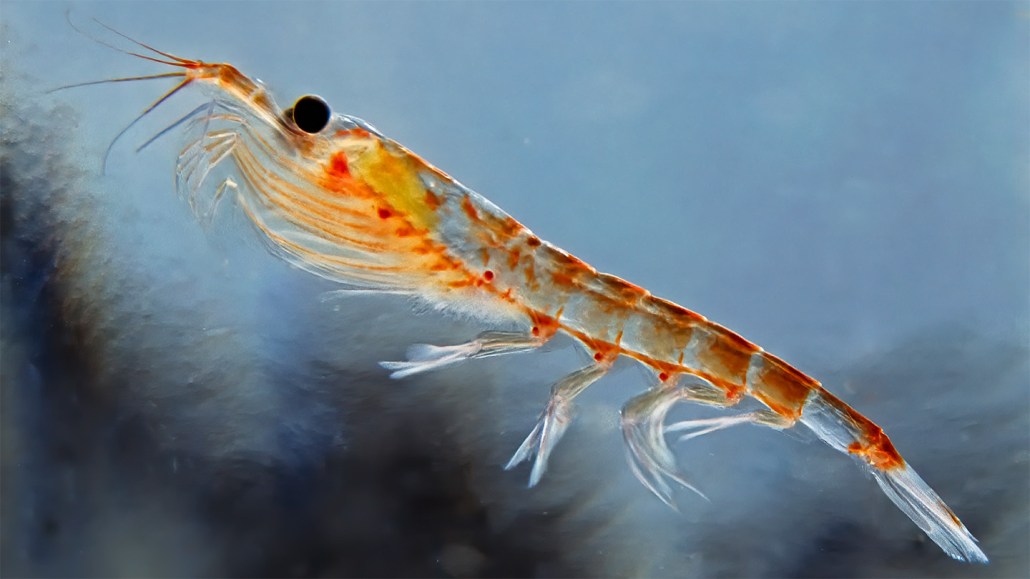 Gros plan photographique sous-marin d'un krill antarctique translucide nageant dans une eau bleutée
