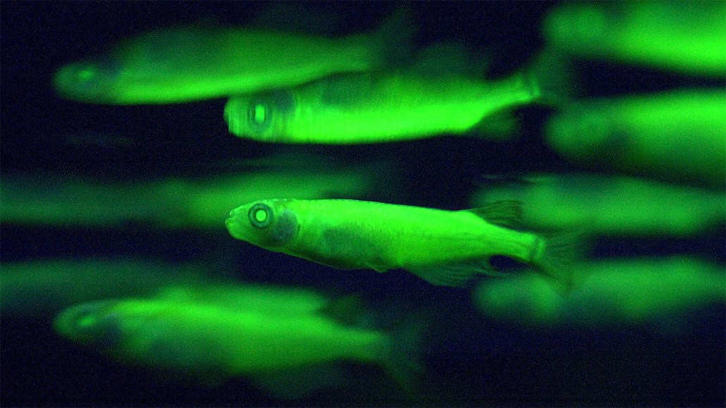 Poissons zèbres génétiquement modifiés brillant en vert sur un fond noir