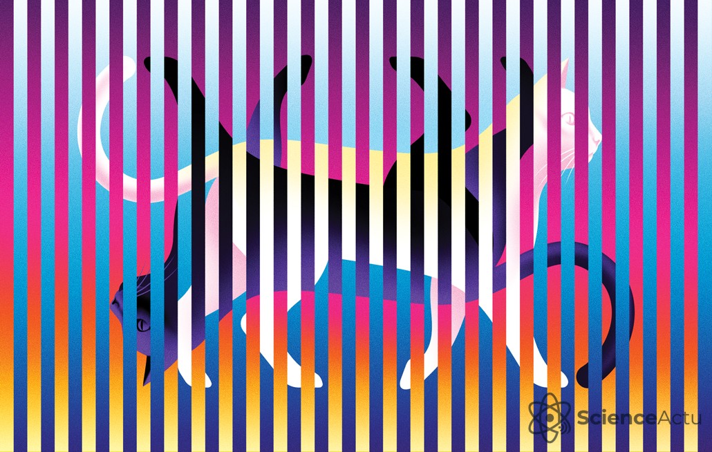 Illustration conceptuelle de deux chats inversés à 180 degrés