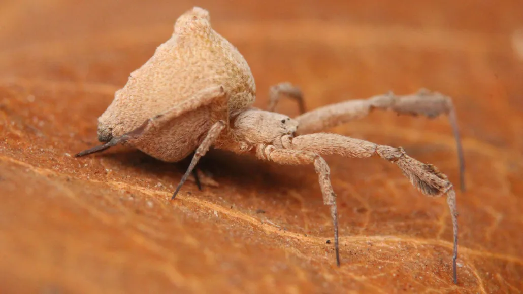 Une petite araignée brune avec un abdomen bulbeux, ressemblant à une feuille morte.