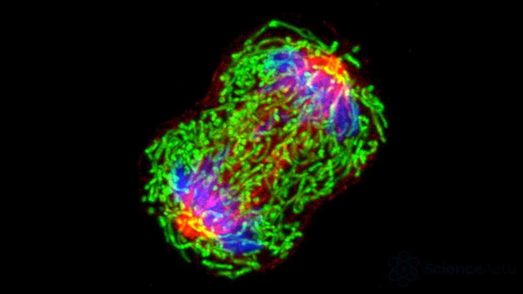 Cellule de cancer du sein en division cellulaire vue au microscope, avec des composants en vert vif, bleu et rouge