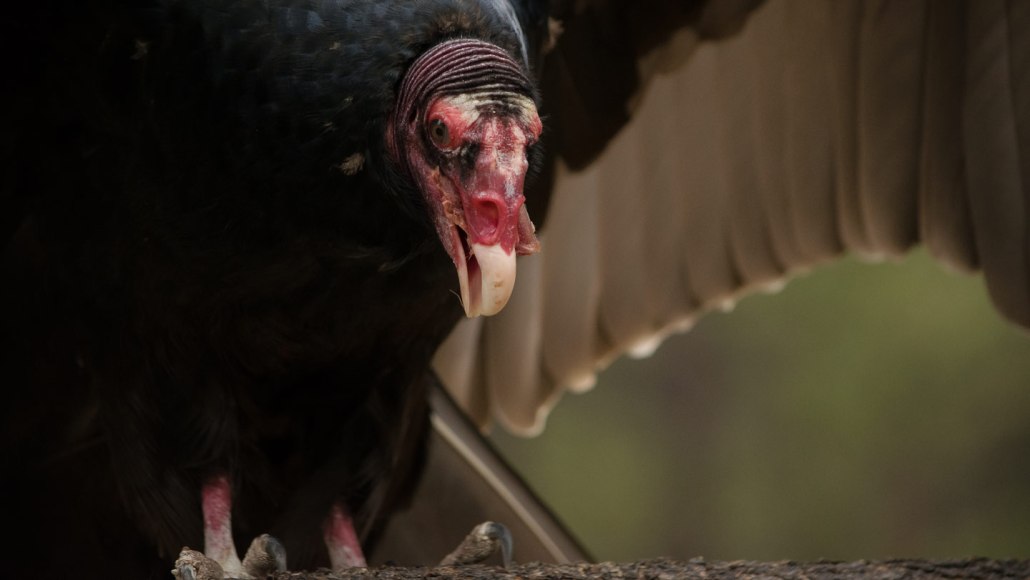 Un urubu à tête rouge, un grand oiseau charognard