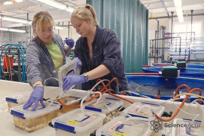 Deux chercheuses en blouse blanche examinant des cultures dans un laboratoire de biologie marine.