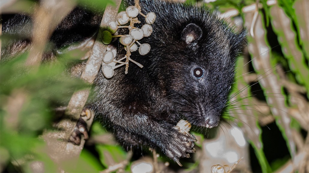 Un rat des nuages tenant de la nourriture avec ses pattes avant, illustrant l'usage de ses pouces