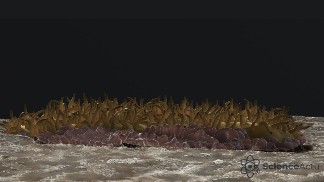 Illustration représentant un ancien animal marin spongiforme doté de protubérances épineuses brun-doré, reposant sur une surface bosselée.