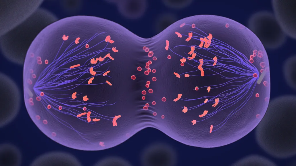 Représentation artistique d'une cellule translucide mauve avec des chromosomes orange vif en pleine division méiotique