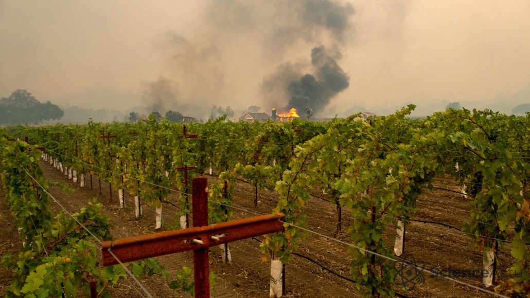 Ciel obscurci par la fumée au-dessus d'un vignoble californien