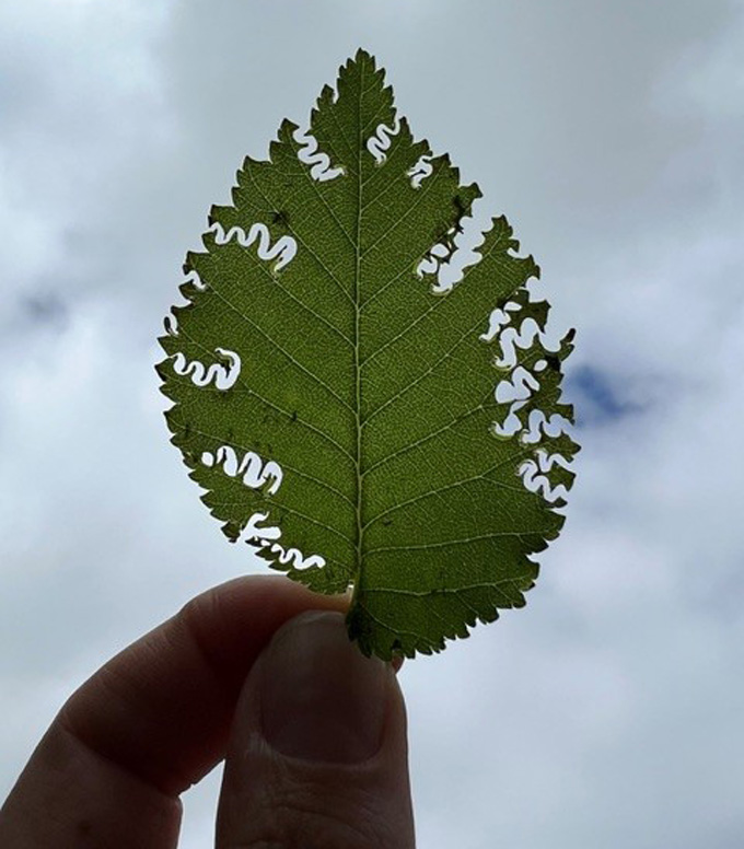 Une main tient une feuille d'arbre perforée de cicatrices claires et continues en forme de zigzag, témoignant de l'alimentation de l'insecte.