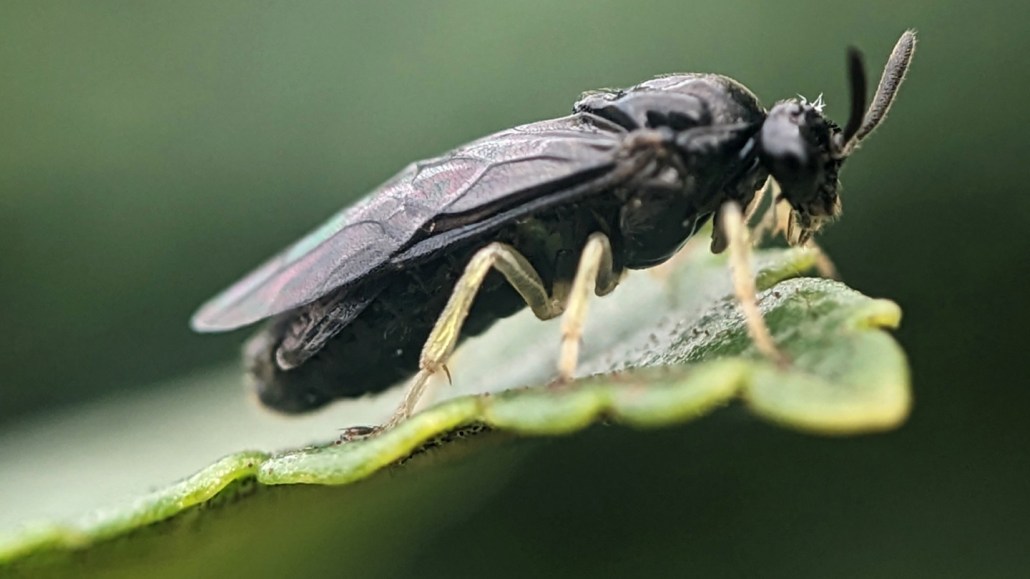Photographie en gros plan d'une tenthrède noire posée sur le bord d'une feuille verte, ailes repliées le long du corps.