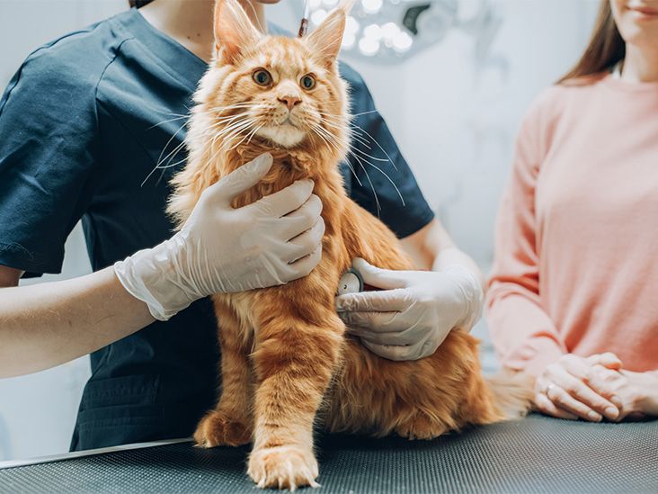 Un chat examiné avec précaution par un vétérinaire sur une table de consultation