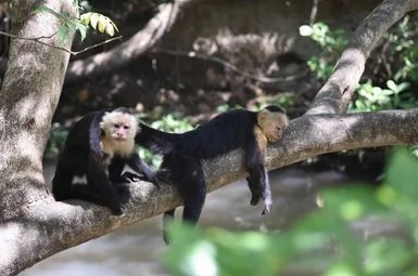 Singes capucins et réponse au stress