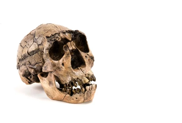 Crâne ancien illustrant la complexité du registre fossile