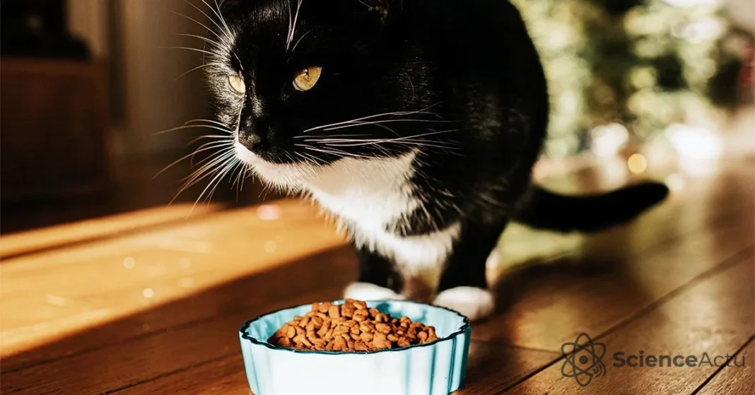 Nutrition féline : la science pour bien nourrir son chat Nutrition féline : la science pour bien nourrir son chat