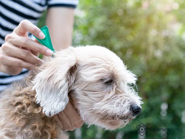 Otite du chien : mécanismes biologiques et anatomie auriculaire