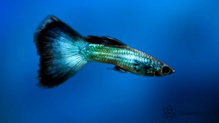 Illusions d&rsquo;optique : le guppy dupé, la tourterelle lucide