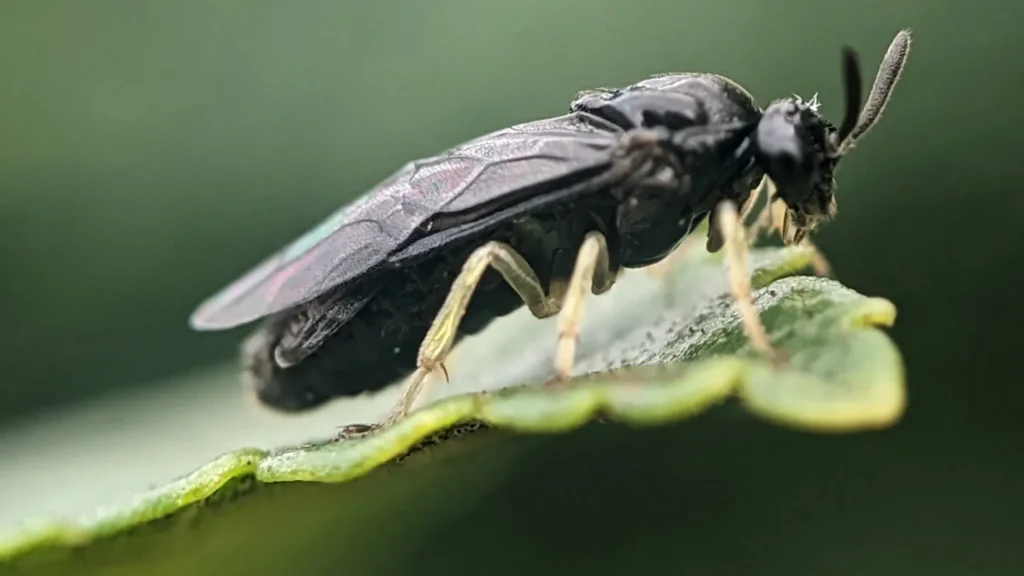 La tenthrède zigzag de l&rsquo;orme : une menace invasive