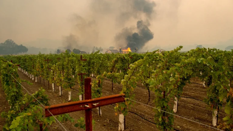 Une bactérie pour éliminer le goût de fumé du vin
