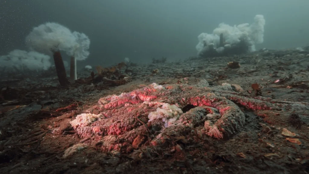 Étoiles de mer : la bactérie tueuse enfin identifiée ?