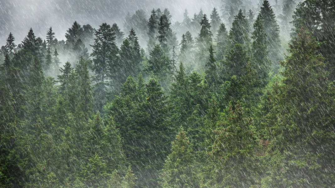 Comment les bactéries et le pollen font tomber la pluie Comment les bactéries et le pollen font tomber la pluie