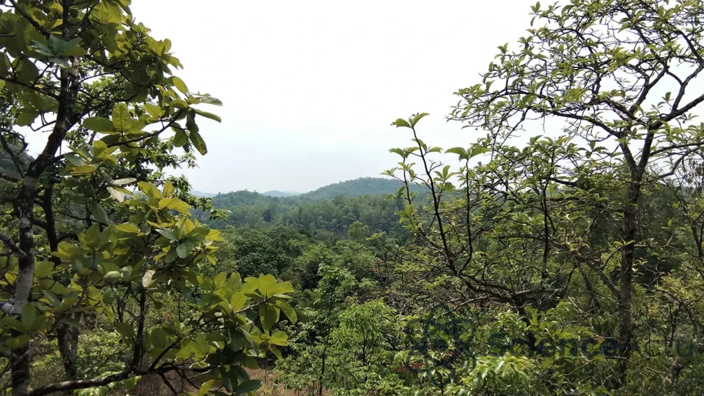 Les arbres résistent mieux que prévu à la chaleur extrême