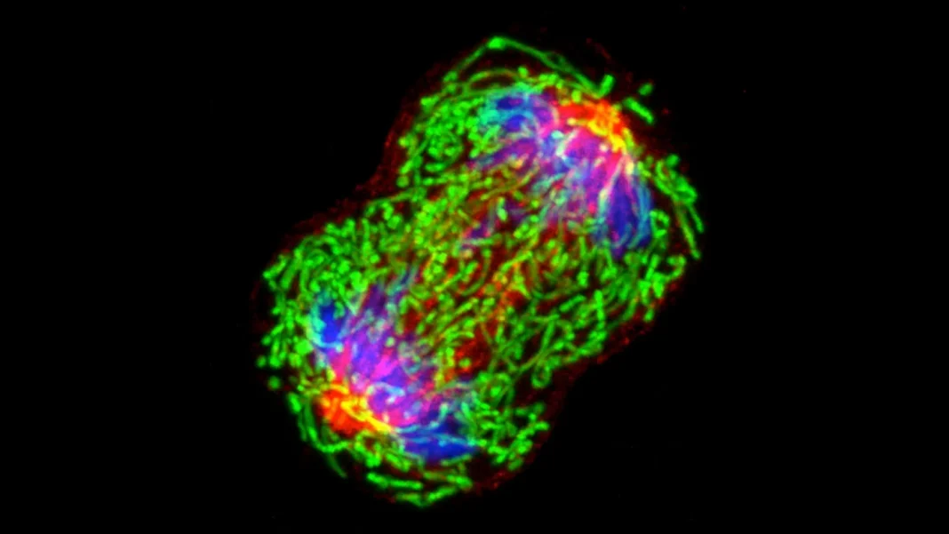 Cancer : l’ADN tumoral détectable 3 ans avant le diagnostic Cancer : l’ADN tumoral détectable 3 ans avant le diagnostic