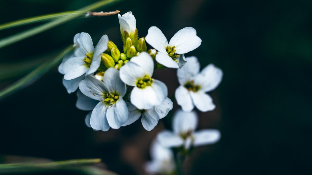 Gros plan sur des fleurs blanches d'Arabidopsis thaliana