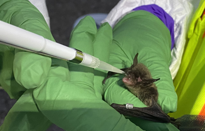 Vaccination orale d'une chauve-souris