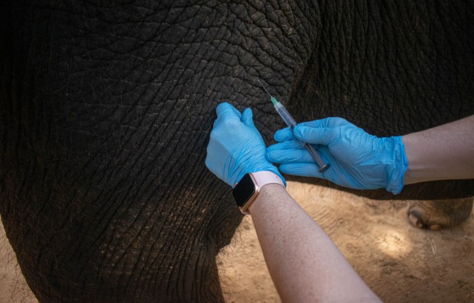 Vaccination d'un éléphant d'Asie