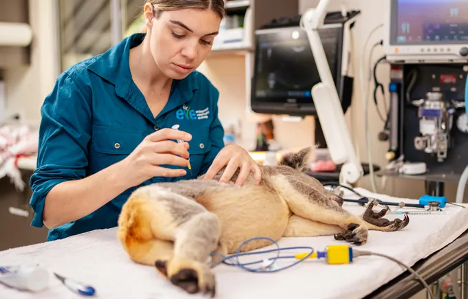 Vaccination d'un koala en clinique