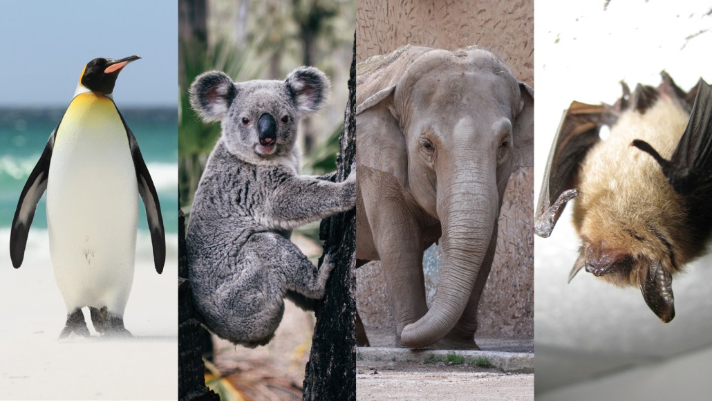 Collage d'animaux : manchot royal, koala, éléphant d'Asie et chauve-souris