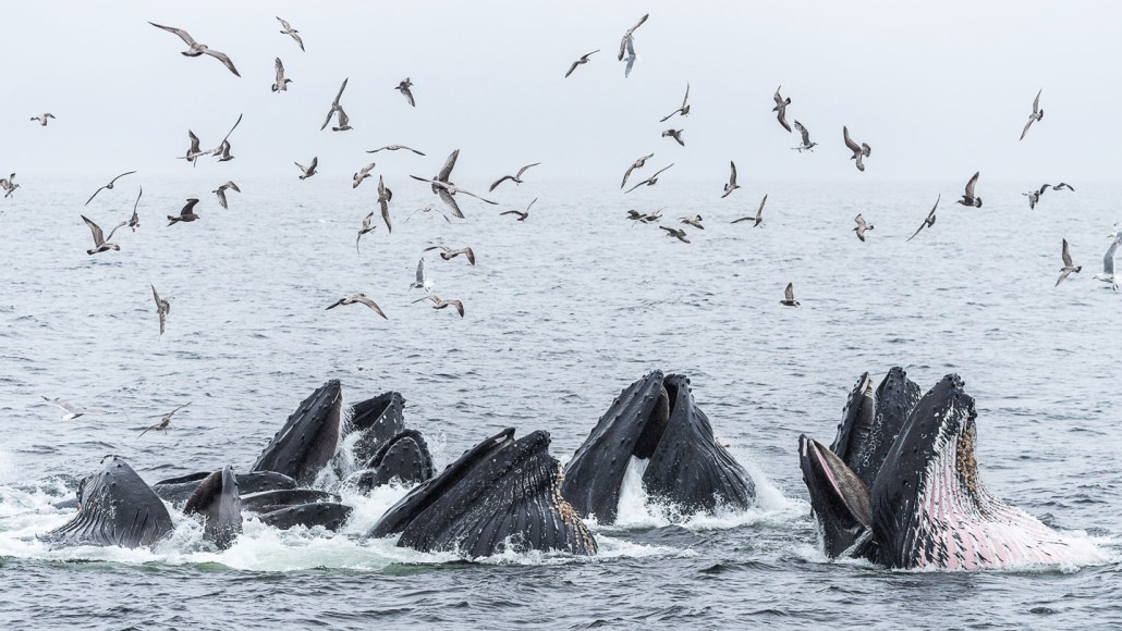 Baleines à bosse pratiquant le filet de bulles en Colombie-Britannique