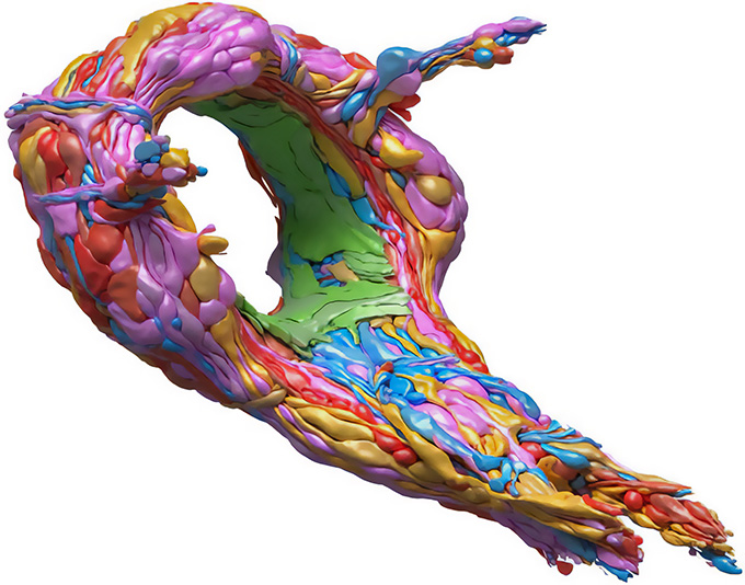 Reconstitution du cerveau de C. elegans