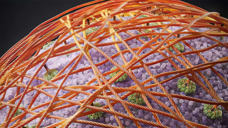 Illustration des fibres de cellulose s'assemblant en paroi