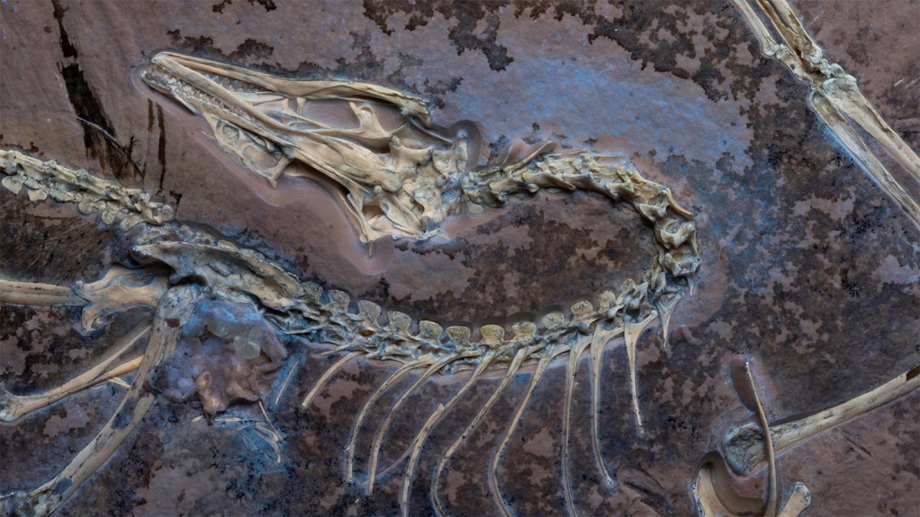 Fossile d'Archaeopteryx observé sous lumière ultraviolette montrant les tissus mous et les détails du squelette.