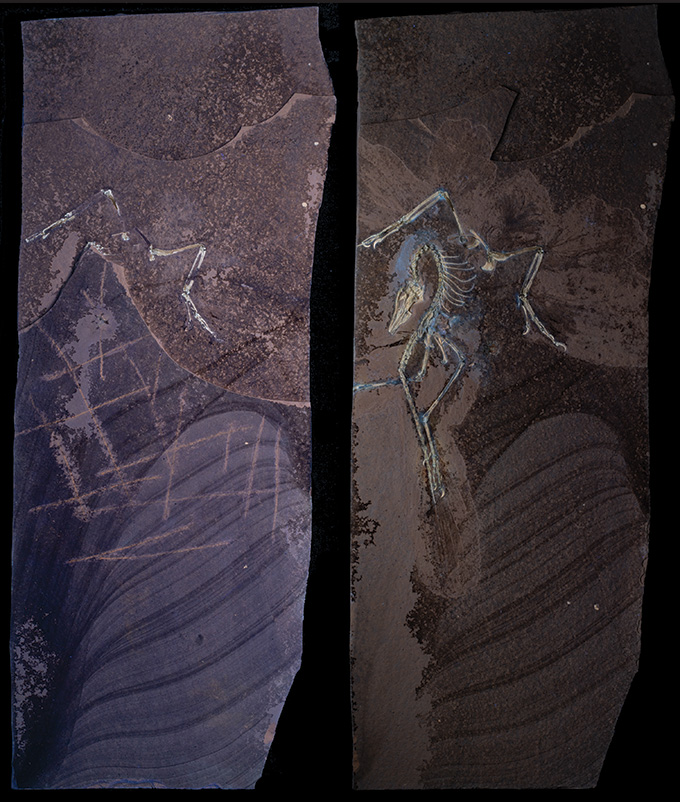 Comparaison du fossile d'Archaeopteryx avant et après sa préparation minitieuse.