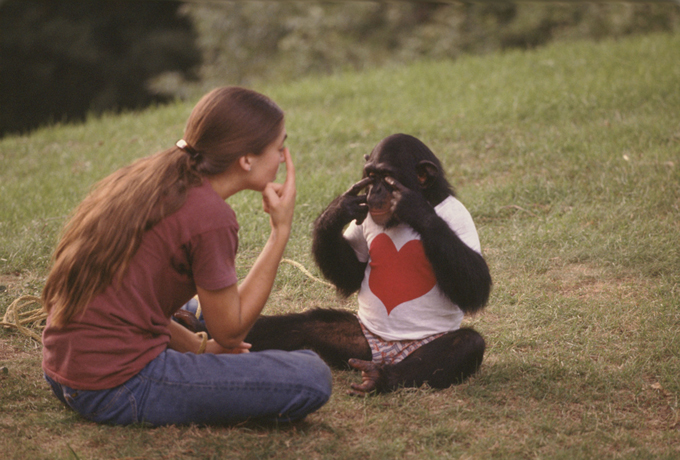 Nim Chimpsky en séance d'apprentissage